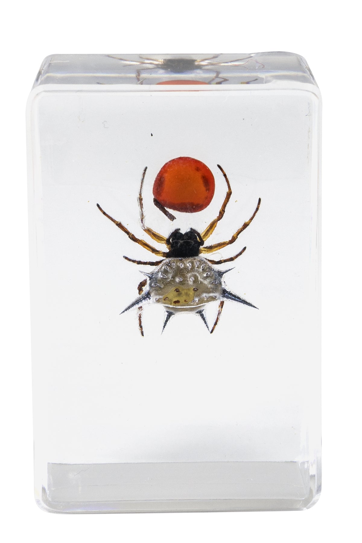 Celestron Labs 3D Insekten Präparate Set 4 Stück Harz
