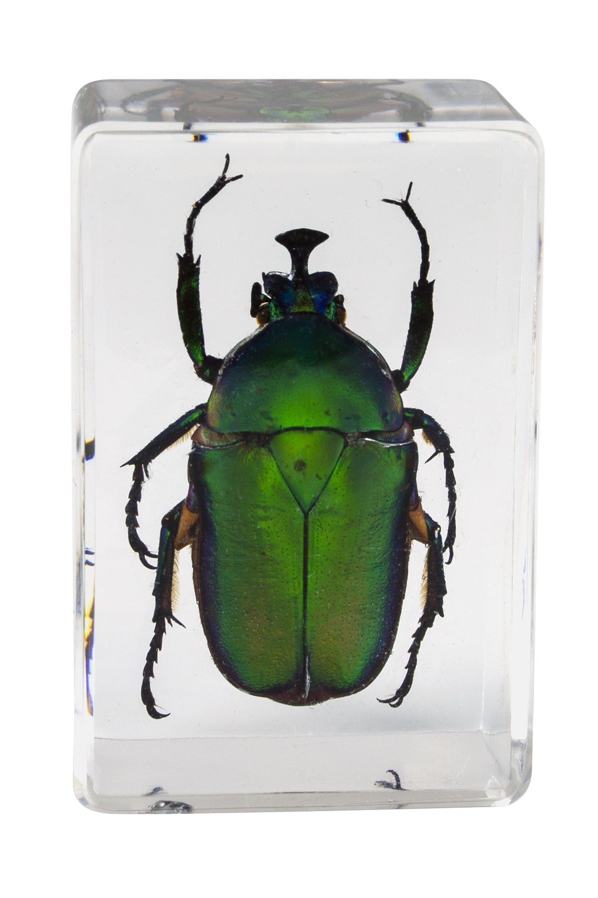 Celestron Labs 3D Insekten-Präparate Set #5 Harz 4 Stk.