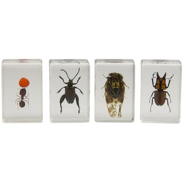 Celestron Labs 3D Insekten-Präparate Set Nr. 3 4 Stück