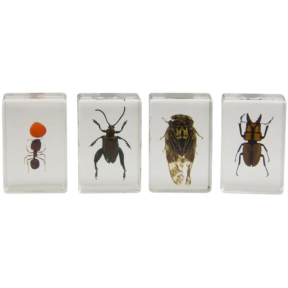 Celestron Labs 3D Insekten-Präparate Set Nr. 3 4 Stück