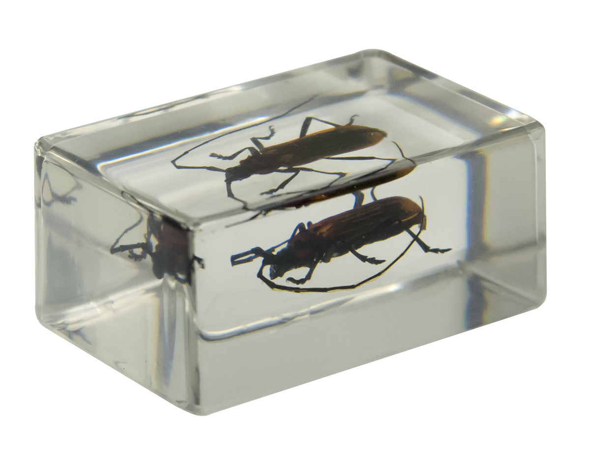 Celestron Labs 3D Insekten Präparate Set 4 Stück
