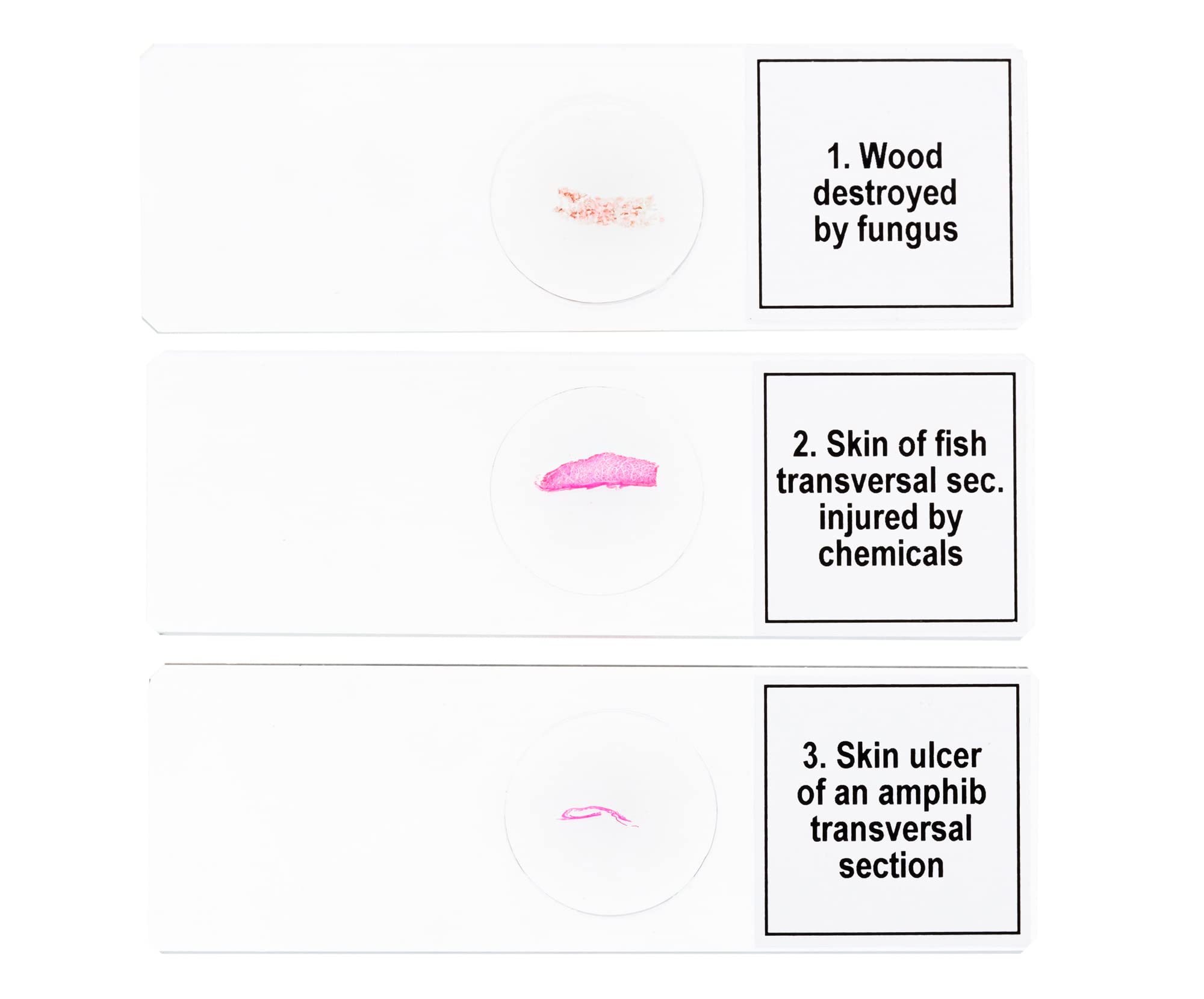 Levenhuk Discovery Prof DPS 5 Präparate-Set Mutationen 5 Stk