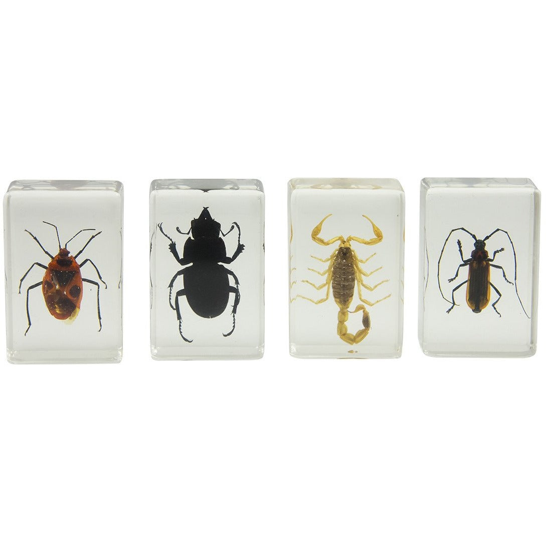 Celestron Labs 3D Insekten Präparate Set 4 Stück