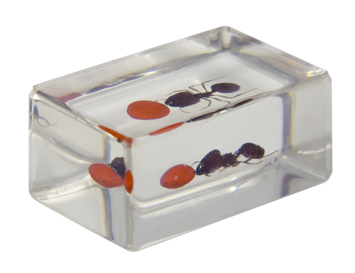 Celestron Labs 3D Insekten-Präparate Set Nr. 3 4 Stück
