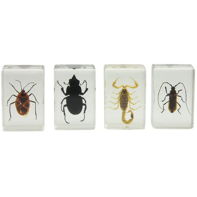Celestron Labs 3D Insekten Präparate Set 4 Stück