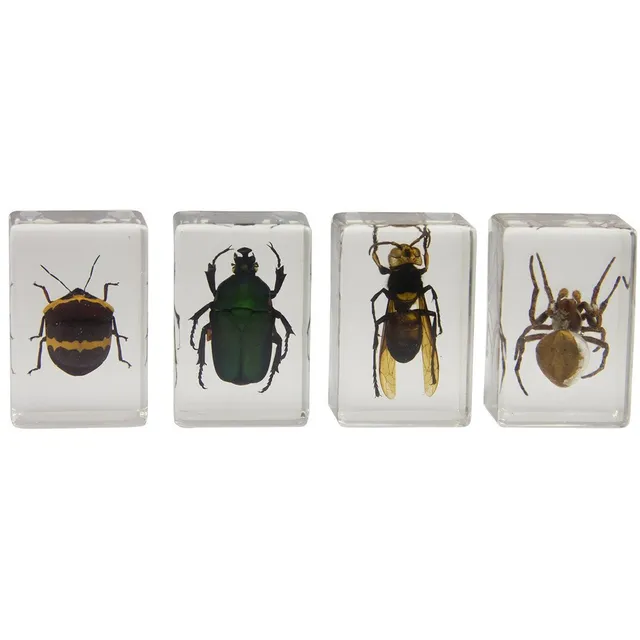 Celestron Labs 3D Insekten Set Kit 2 Harz 4 Präparate