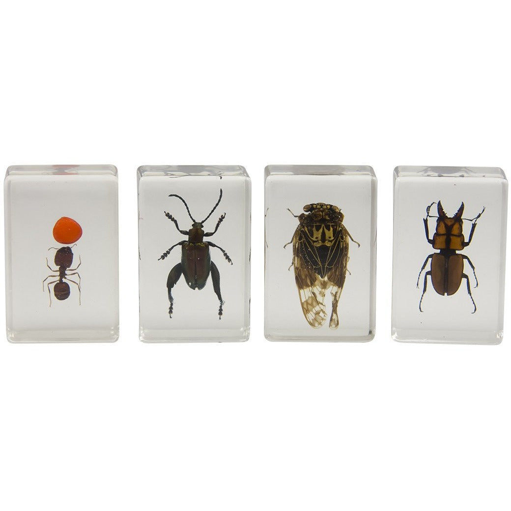Celestron Labs 3D Insekten-Präparate Set Nr. 3 4 Stück