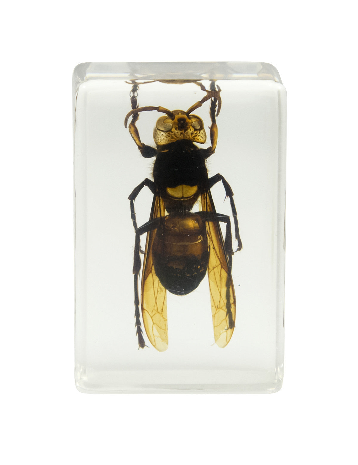 Celestron Labs 3D Insekten Set Kit 2 Harz 4 Präparate