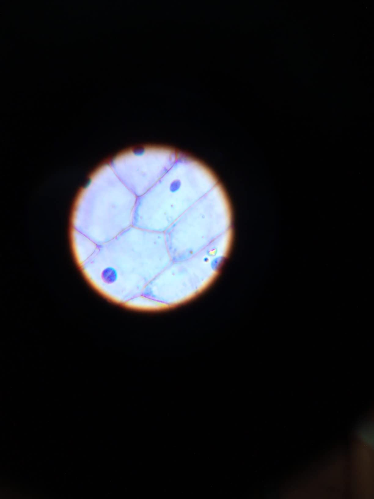 Levenhuk LabZZ M101 Mikroskop 40-640x Kinder Azure