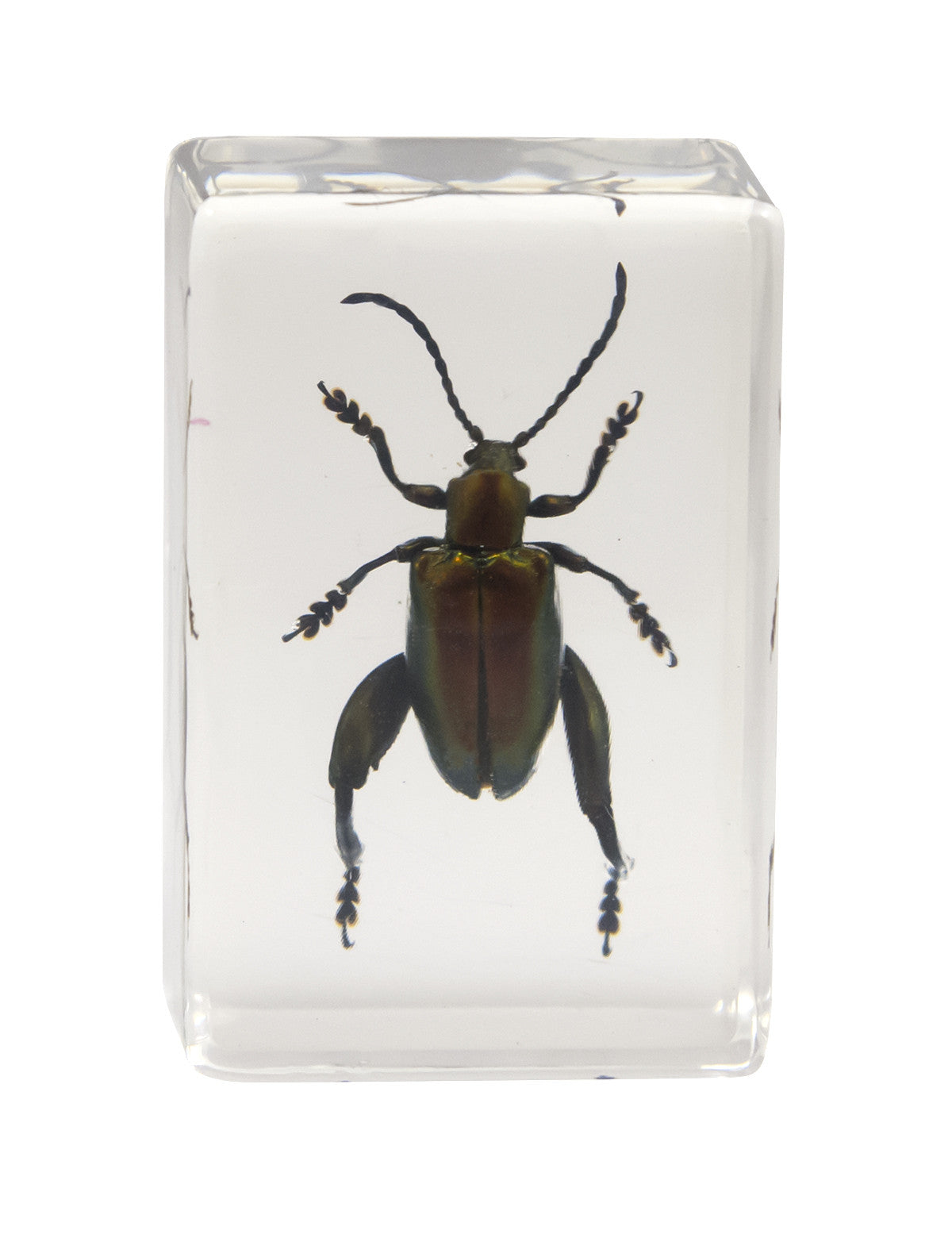 Celestron Labs 3D Insekten-Präparate Set Nr. 3 4 Stück