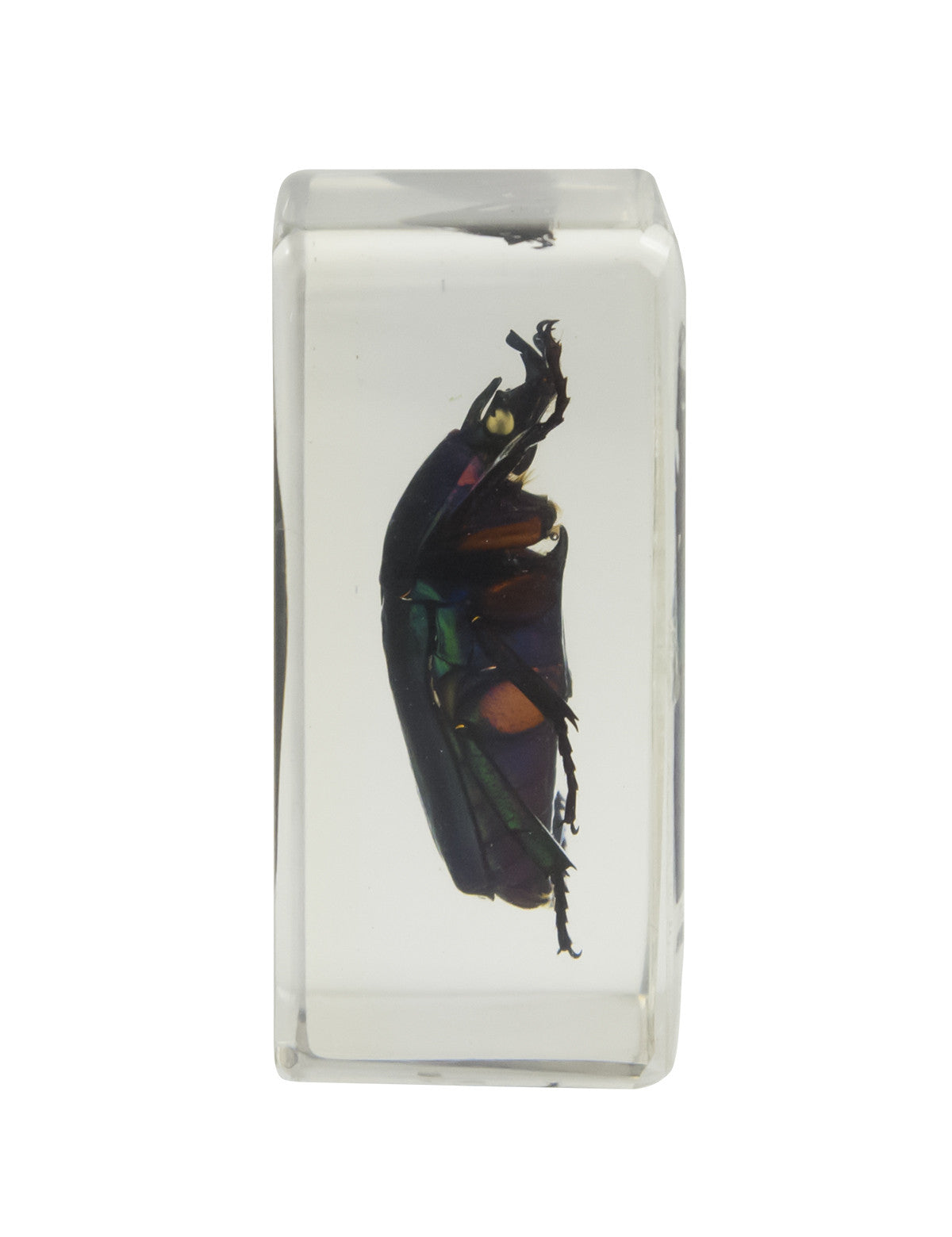 Celestron Labs 3D Insekten Set Kit 2 Harz 4 Präparate