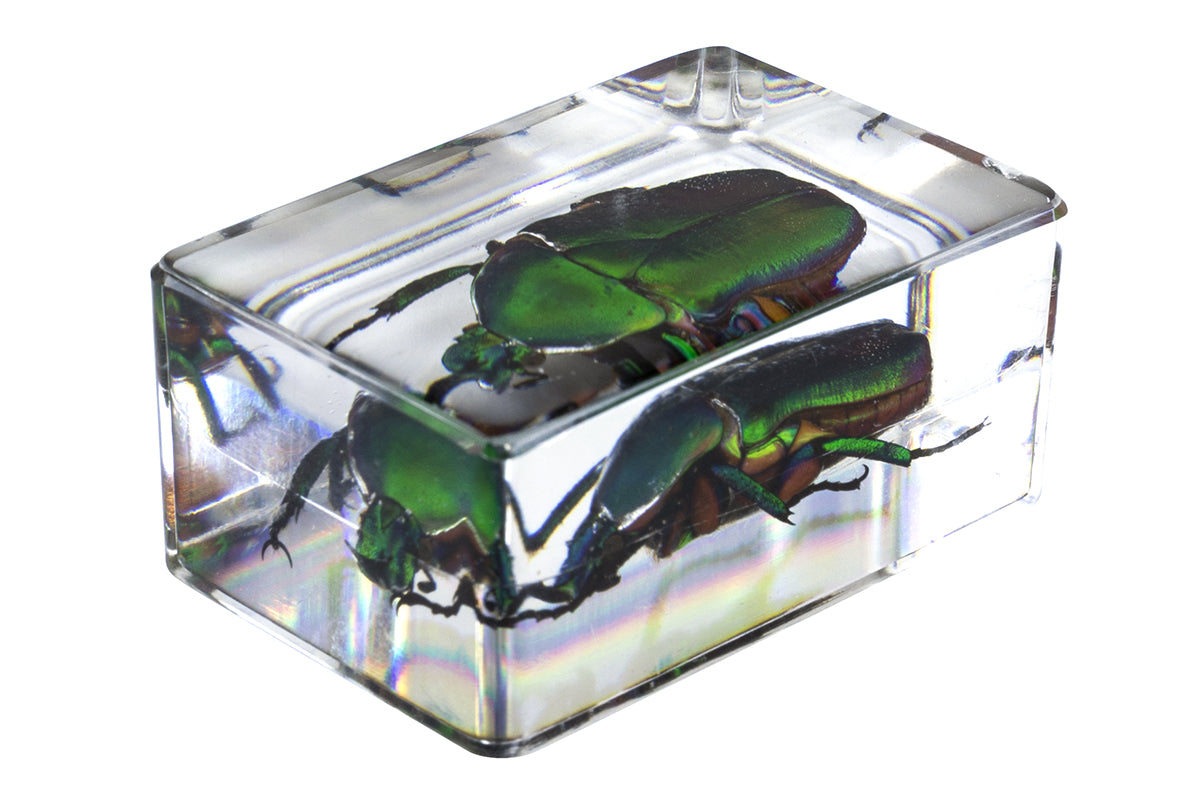 Celestron Labs 3D Insekten Präparate Set 4 Stück Harz