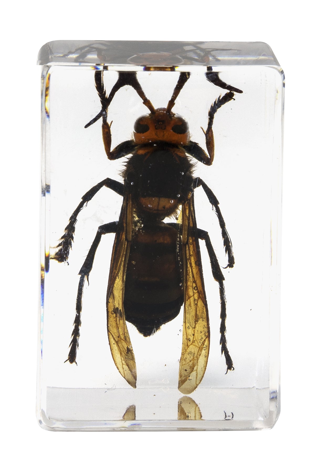 Celestron Labs 3D Insekten-Präparate Set #5 Harz 4 Stk.