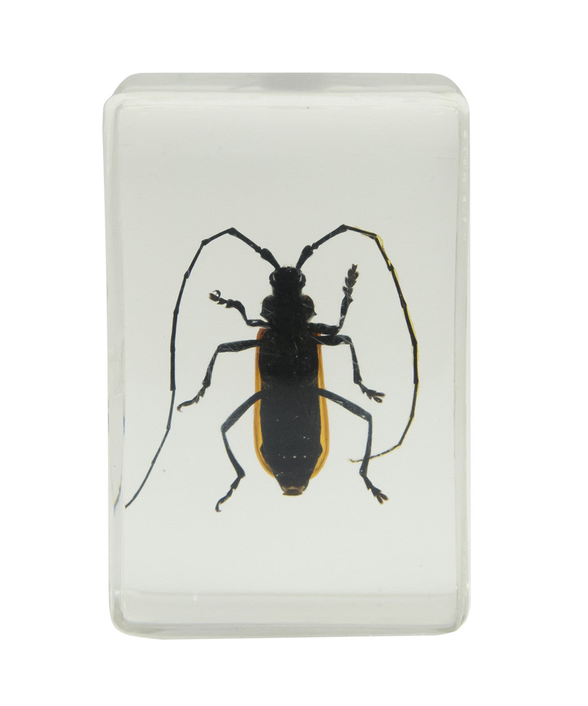 Celestron Labs 3D Insekten Präparate Set 4 Stück