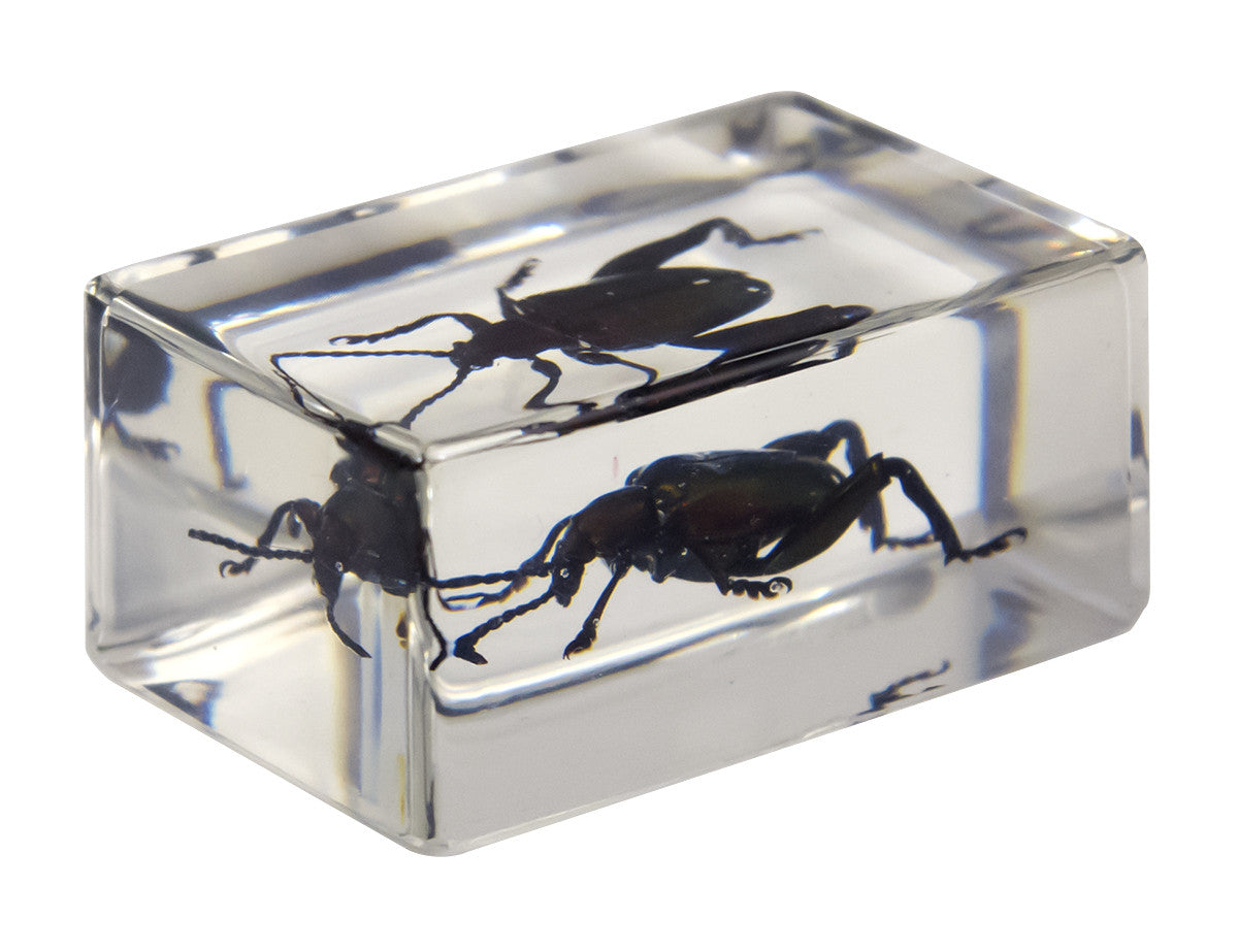 Celestron Labs 3D Insekten-Präparate Set Nr. 3 4 Stück