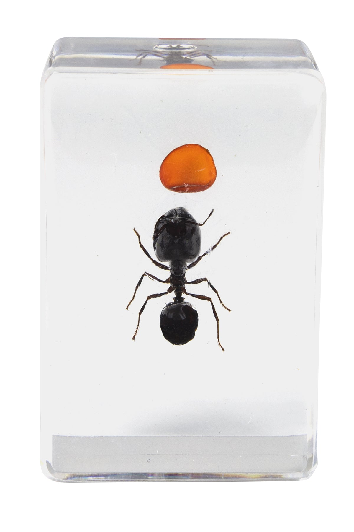 Celestron Labs 3D Insekten-Präparate Set #5 Harz 4 Stk.