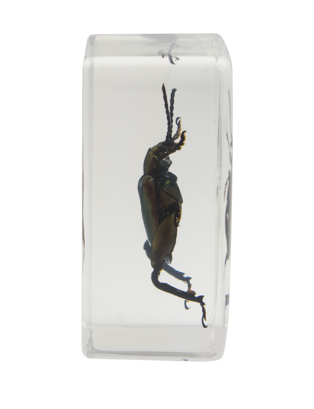 Celestron Labs 3D Insekten-Präparate Set Nr. 3 4 Stück