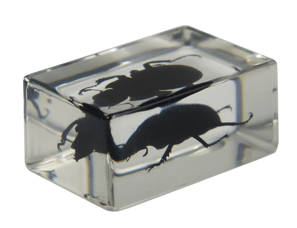 Celestron Labs 3D Insekten Präparate Set 4 Stück