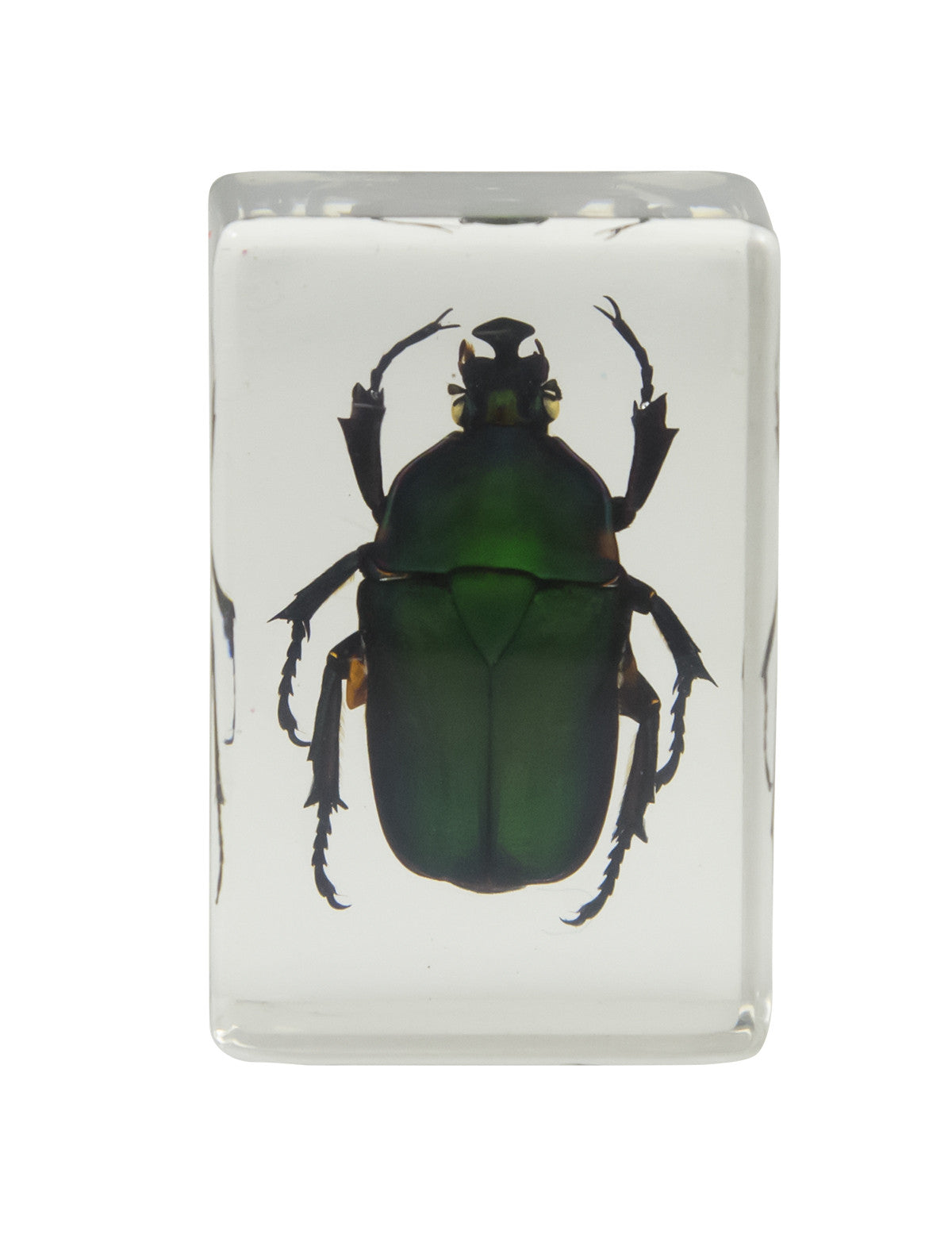 Celestron Labs 3D Insekten Set Kit 2 Harz 4 Präparate