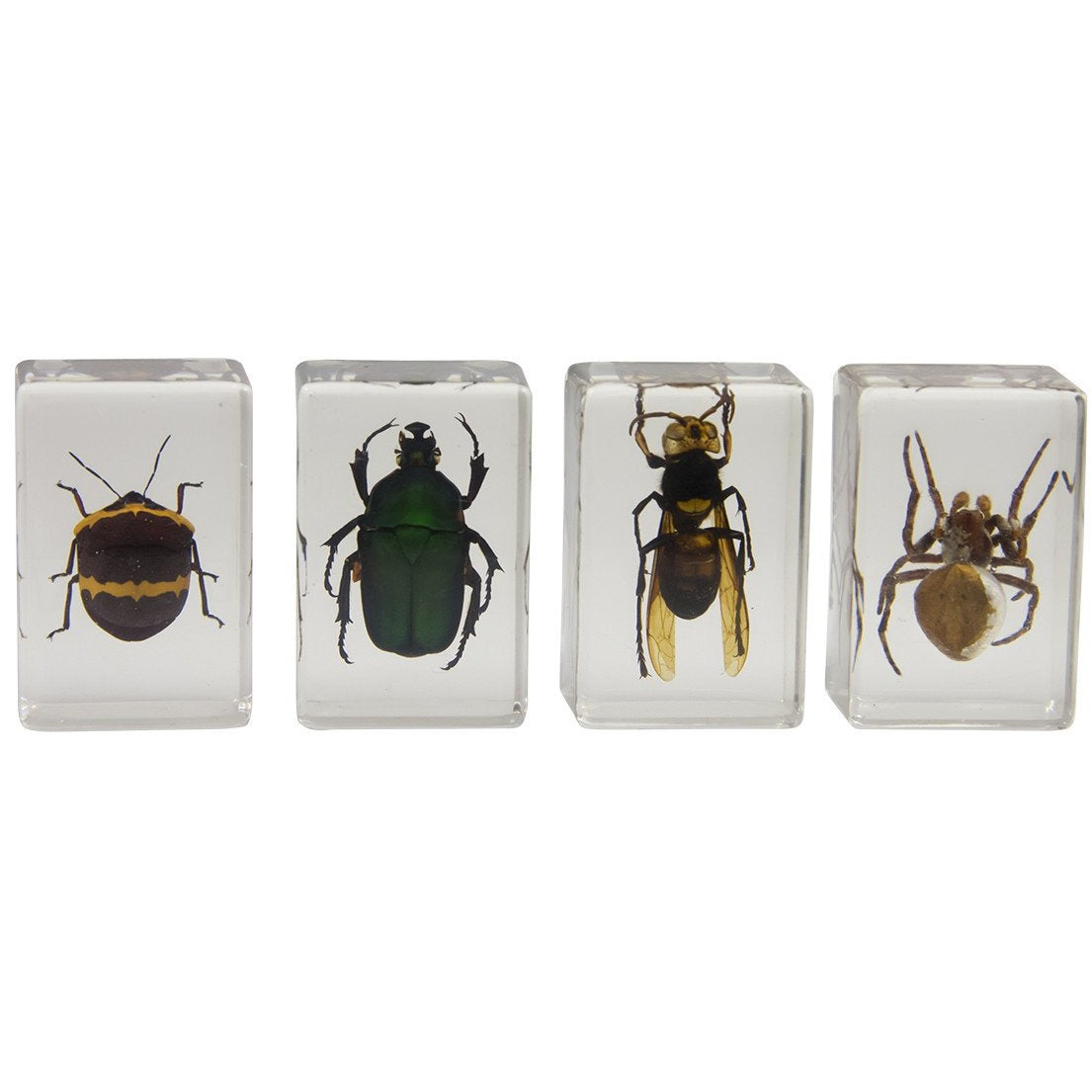 Celestron Labs 3D Insekten Set Kit 2 Harz 4 Präparate