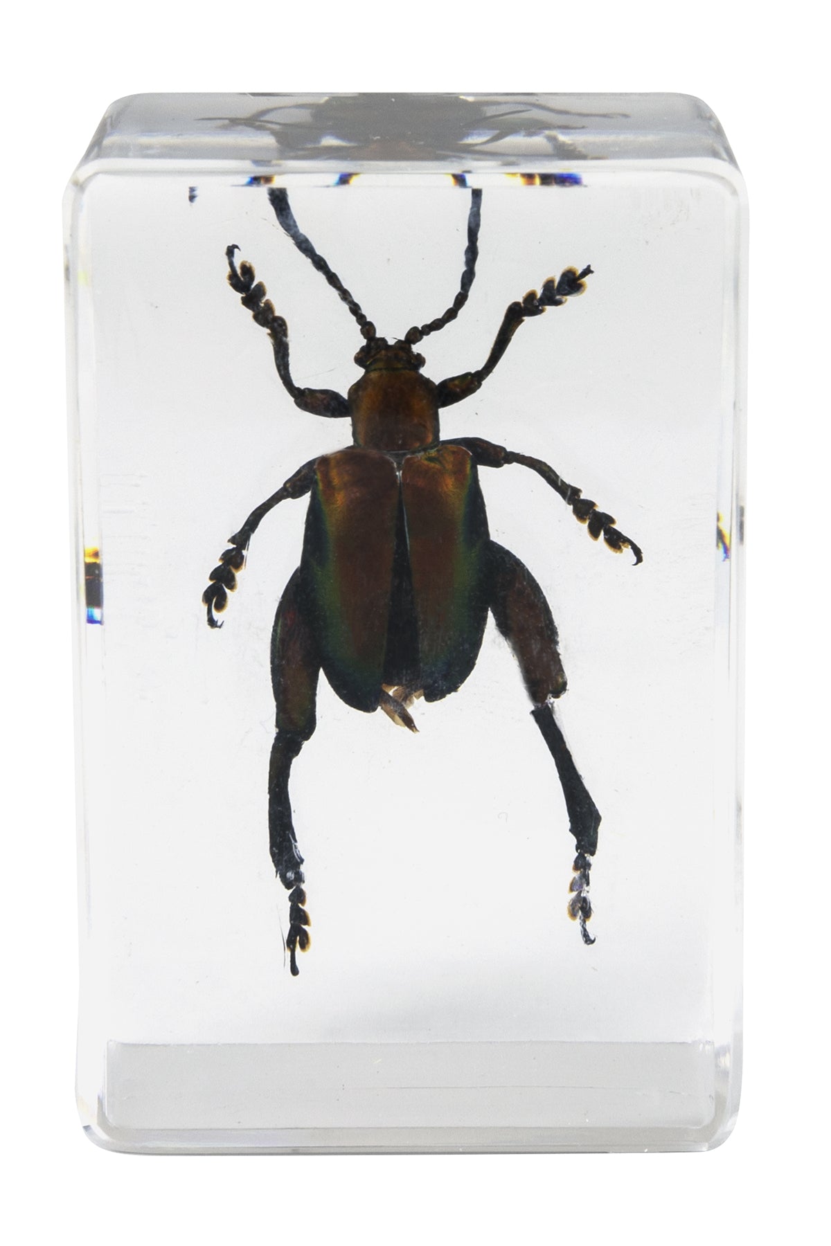 Celestron Labs 3D Insekten-Präparate Set #5 Harz 4 Stk.