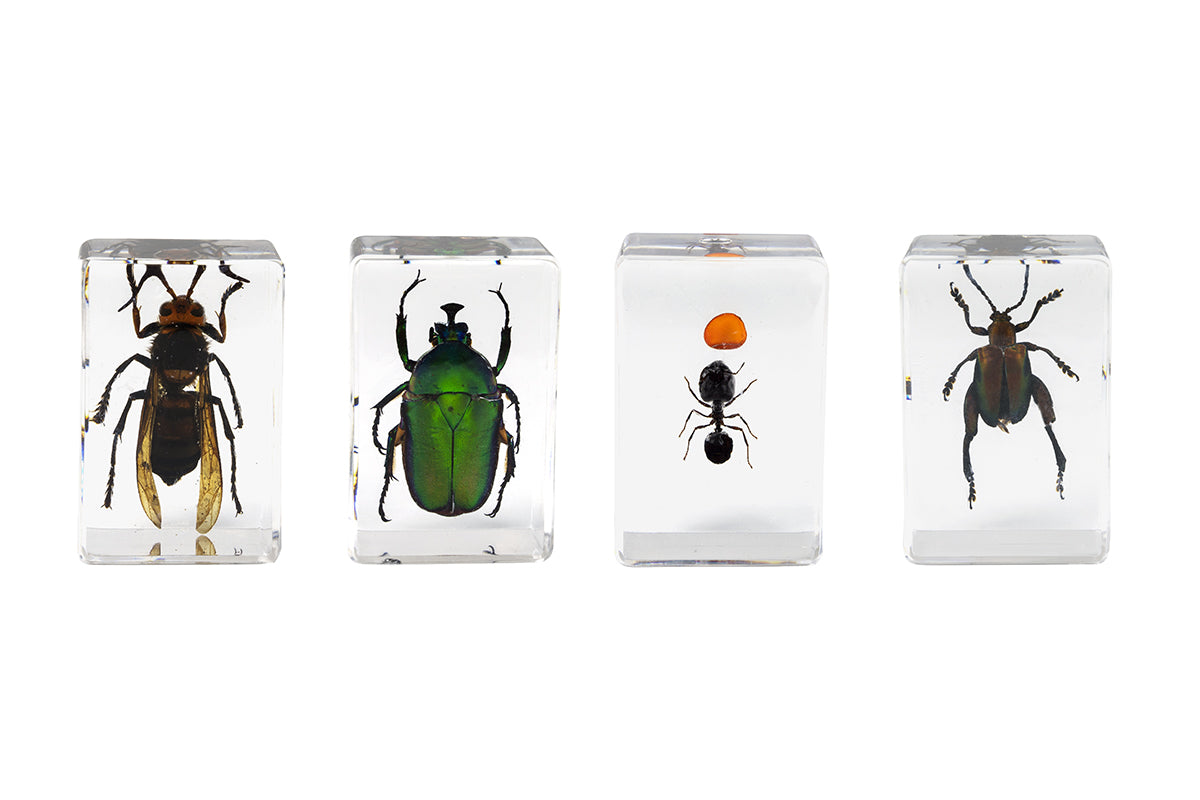 Celestron Labs 3D Insekten-Präparate Set #5 Harz 4 Stk.