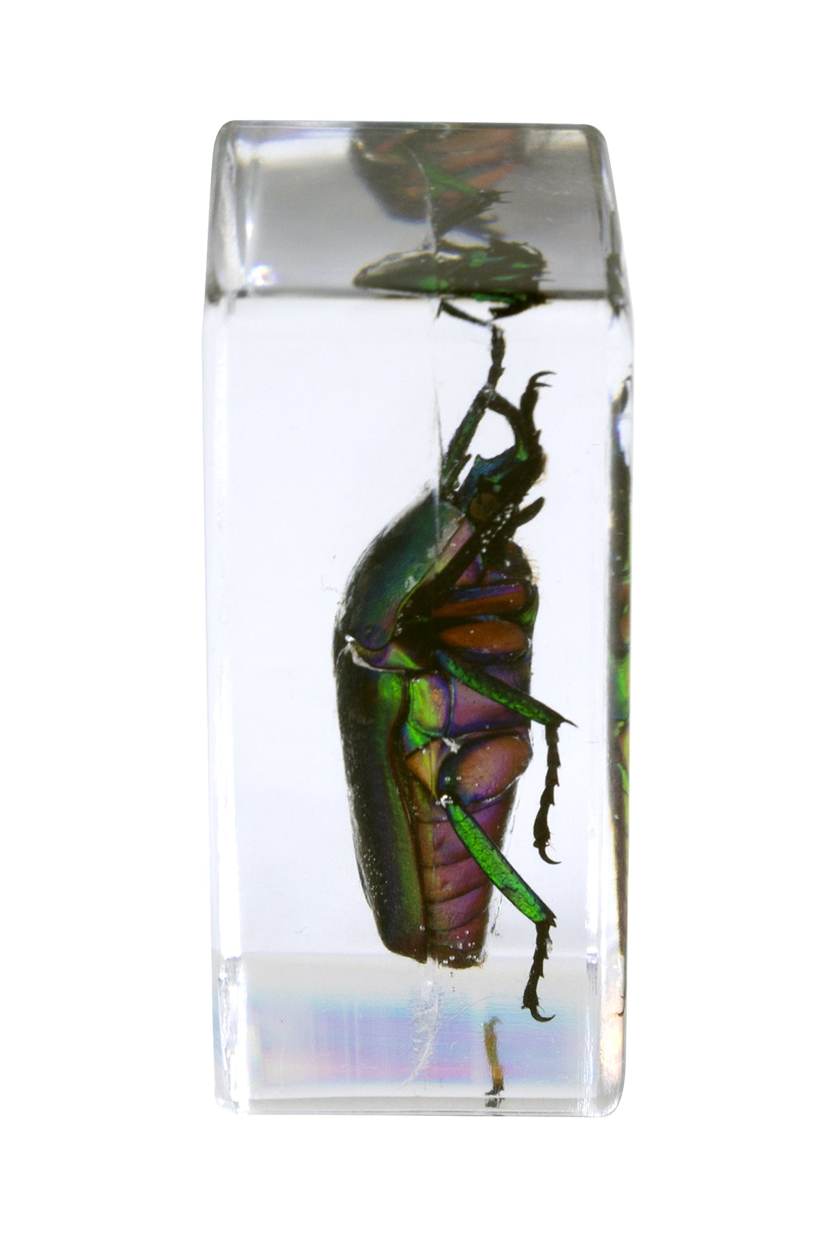 Celestron Labs 3D Insekten-Präparate Set #5 Harz 4 Stk.