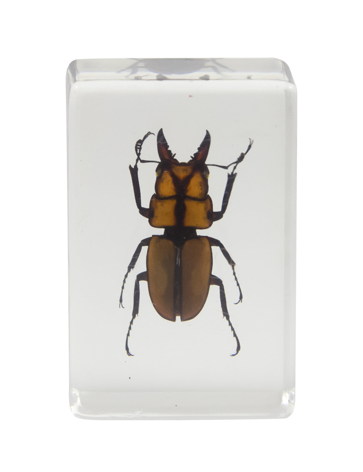 Celestron Labs 3D Insekten-Präparate Set Nr. 3 4 Stück