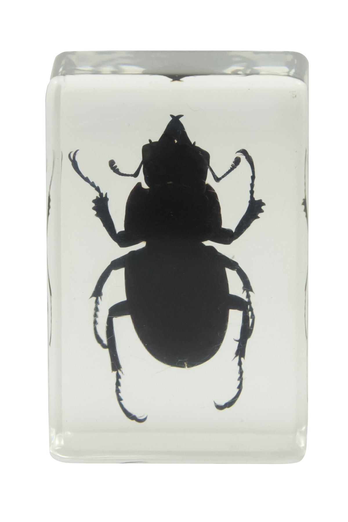 Celestron Labs 3D Insekten Präparate Set 4 Stück