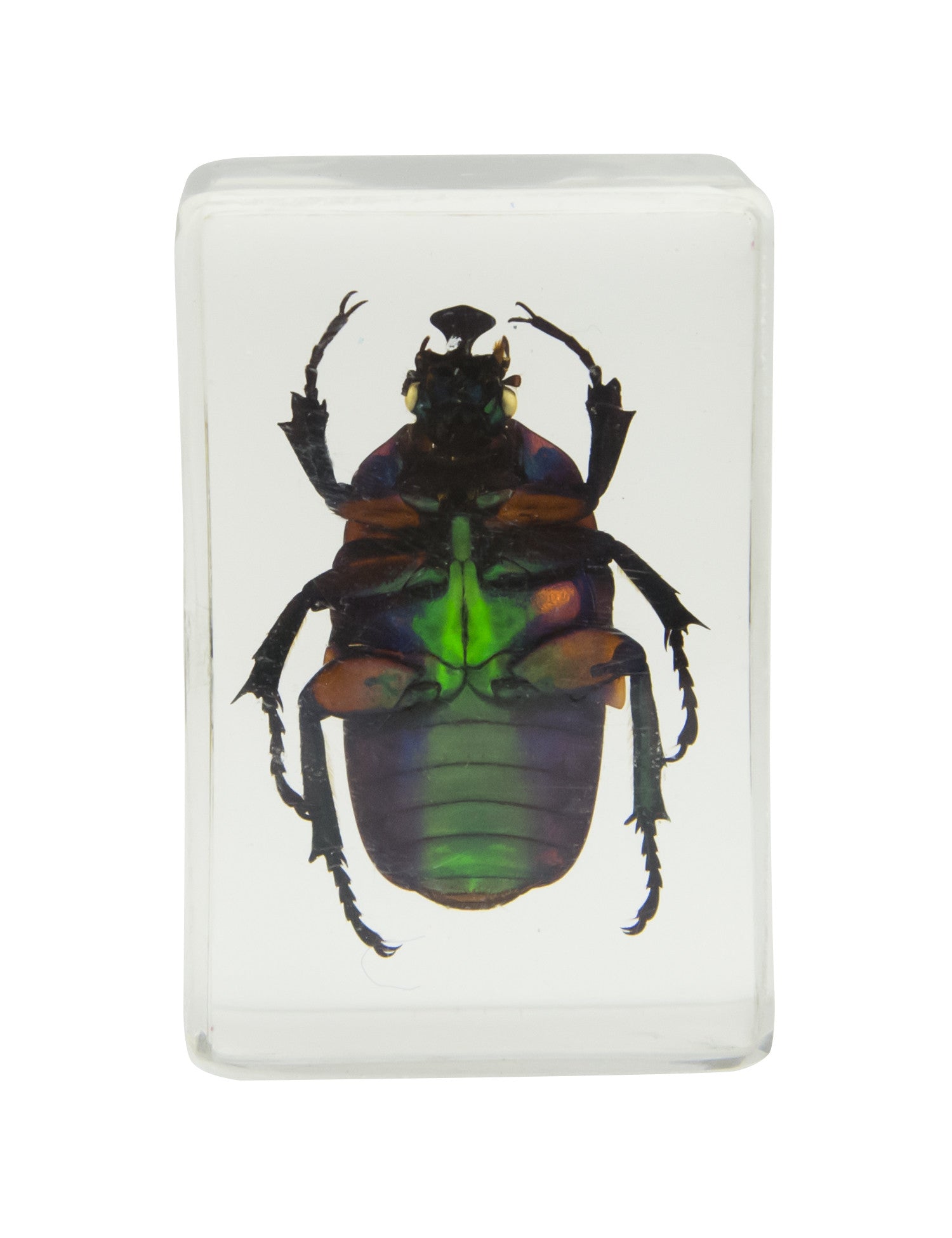 Celestron Labs 3D Insekten Set Kit 2 Harz 4 Präparate