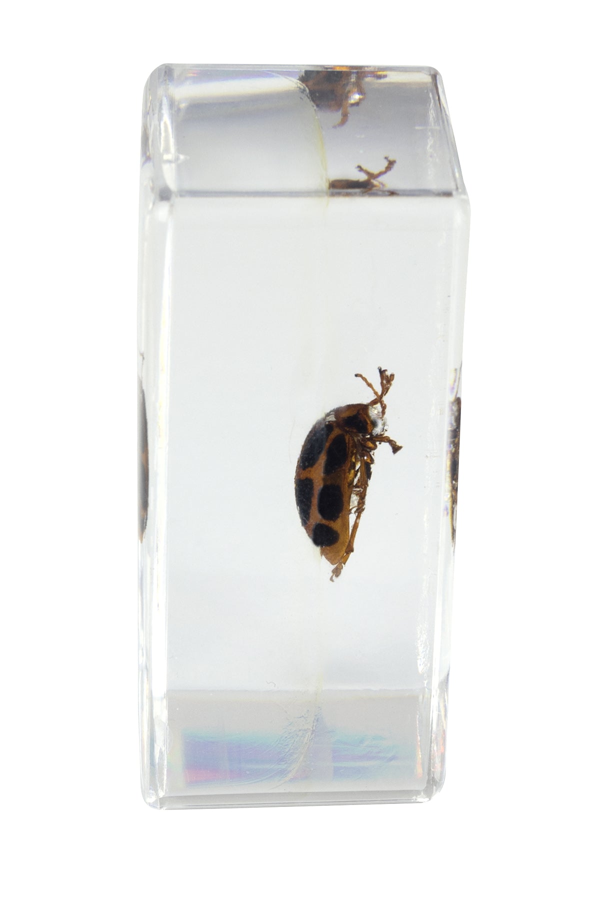 Celestron Labs 3D Insekten Präparate Set 4 Stück Harz