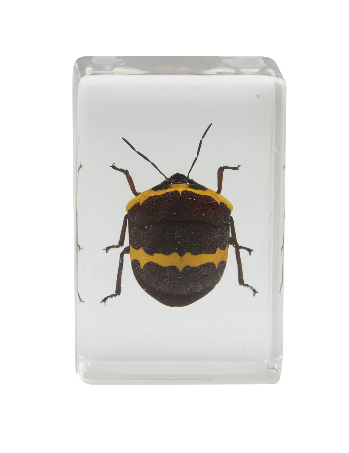 Celestron Labs 3D Insekten Set Kit 2 Harz 4 Präparate
