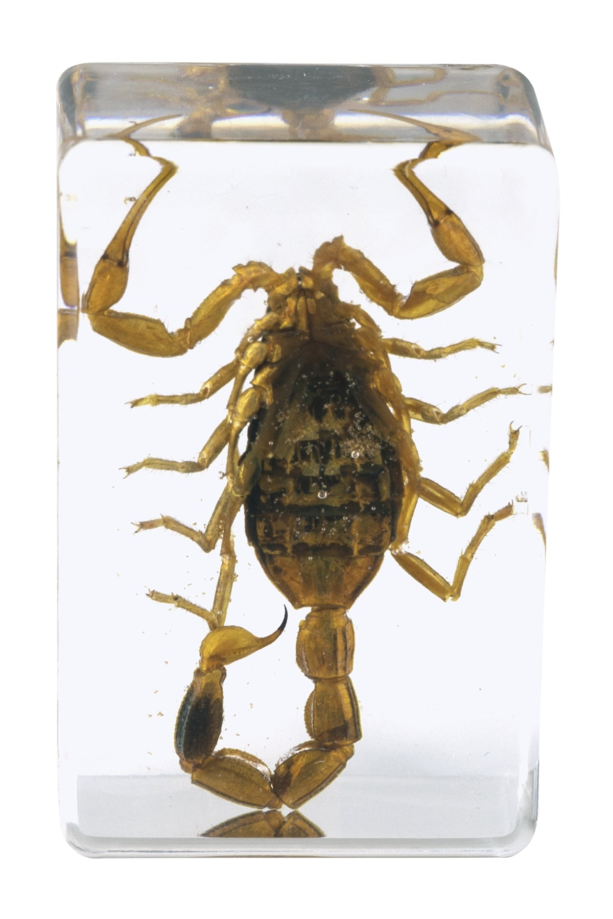 Celestron Labs 3D Insekten Präparate Set 4 Stück Harz