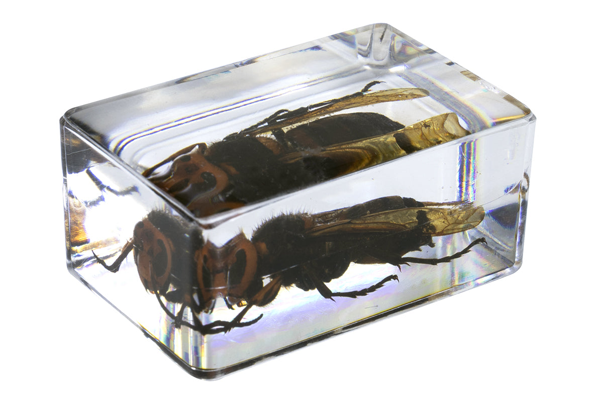 Celestron Labs 3D Insekten-Präparate Set #5 Harz 4 Stk.