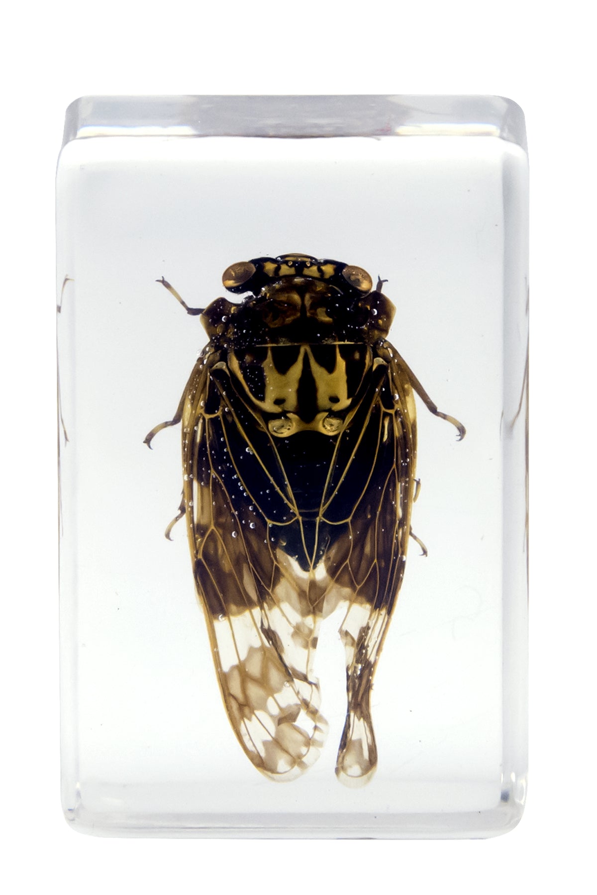 Celestron Labs 3D Insekten Präparate Set 4 Stück Harz