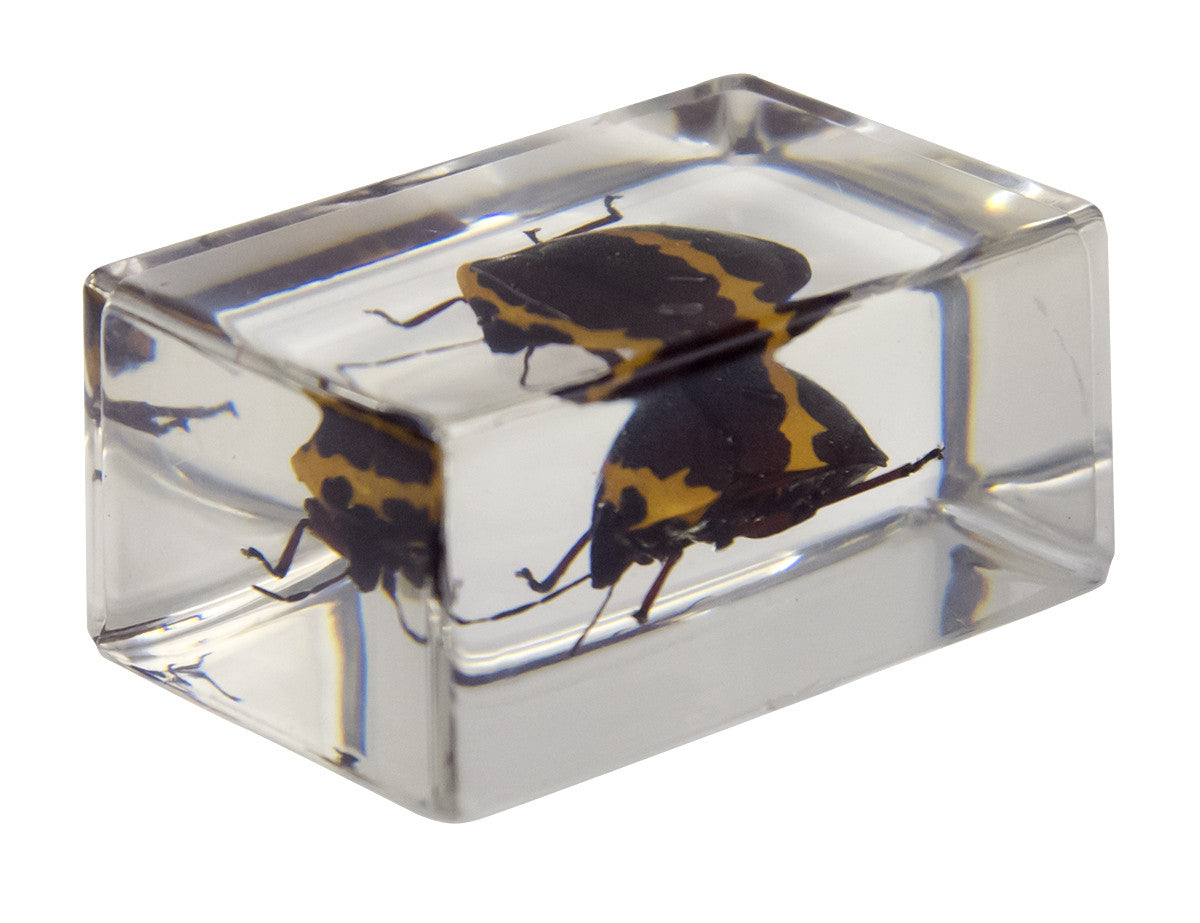 Celestron Labs 3D Insekten Set Kit 2 Harz 4 Präparate