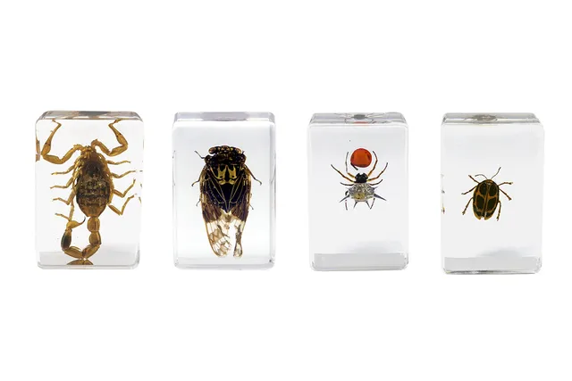 Celestron Labs 3D Insekten Präparate Set 4 Stück Harz
