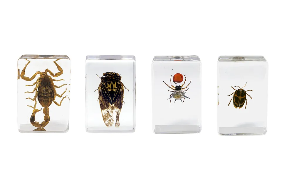 Celestron Labs 3D Insekten Präparate Set 4 Stück Harz